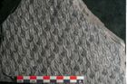 Foto (Detailansicht) von Lepidodendron sp.  (NHMW-GEO-2024-0188-11029)